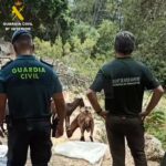 La Guardia Civil rescata cincuenta ejemplares de Boc Balear destinados a la caza furtiva
