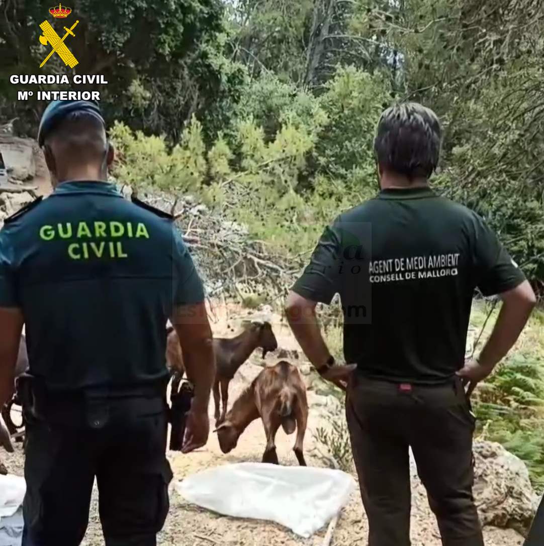 La Guardia Civil rescata cincuenta ejemplares de Boc Balear destinados a la caza furtiva
