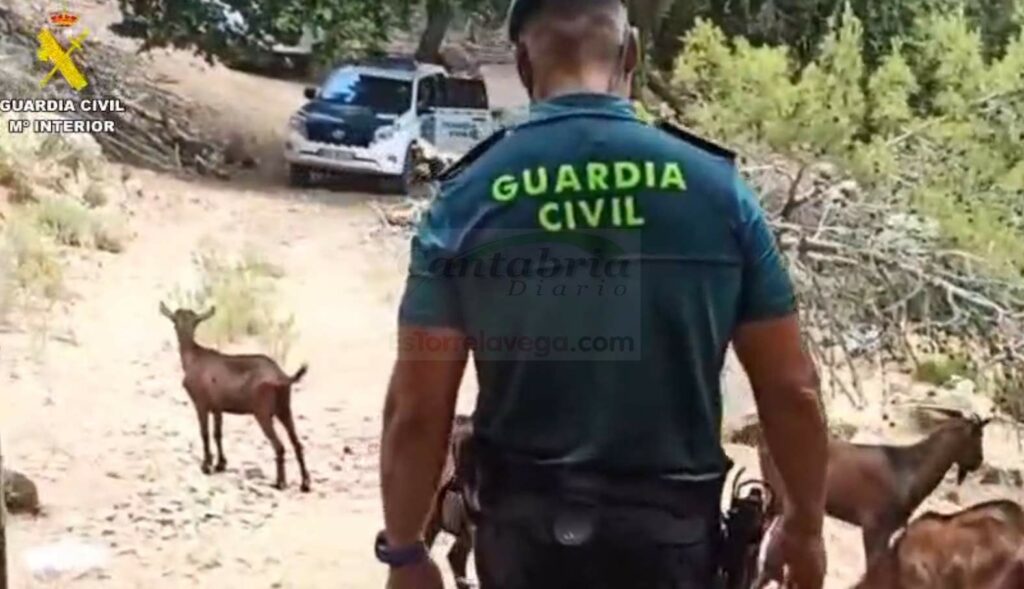 La Guardia Civil rescata cincuenta ejemplares de Boc Balear destinados a la caza furtiva