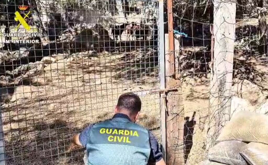 La Guardia Civil rescata cincuenta ejemplares de Boc Balear destinados a la caza furtiva
